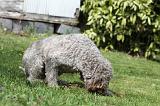 LAGOTTO CAVAGE 061